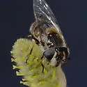 Copestylum lentum - photo 2