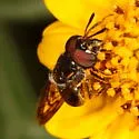 Copestylum limbipenne - photo 2