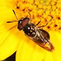 Copestylum limbipenne - photo 3