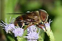 Copestylum macrocephalum - Copestylum macrocephalum