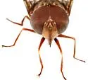 Copestylum macrocephalum - photo 4