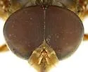 Copestylum macrocephalum - photo 5