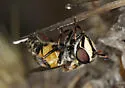 Copestylum marginatum - photo 2