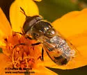 Copestylum marginatum - photo 3