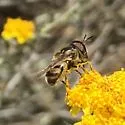 Copestylum marginatum - photo 4