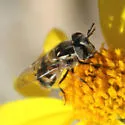 Copestylum marginatum - photo 5