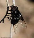 Mexican Cactus Fly - Copestylum mexicanum