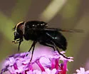 Mexican Cactus Fly - photo 2