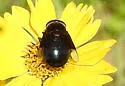 Mexican Cactus Fly - photo 3