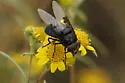 Mexican Cactus Fly - photo 5