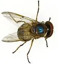 Copestylum opalescens - Copestylum opalescens