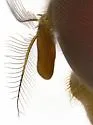 Copestylum opalescens - photo 2