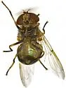 Copestylum opalescens - photo 3