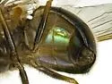 Copestylum opalescens - photo 4