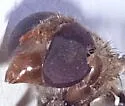 Copestylum opalescens - photo 5
