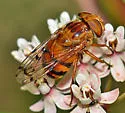 Copestylum opinator - Copestylum opinator