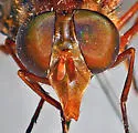 Copestylum opinator - photo 3