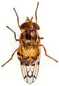 Copestylum opinator - photo 5