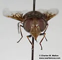 Copestylum posticum - photo 4