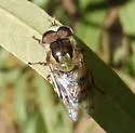 Spotted-wing Bromeliad Fly