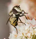 Spotted-wing Bromeliad Fly - photo 2