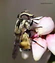Spotted-wing Bromeliad Fly - photo 3