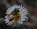 Spotted-wing Bromeliad Fly - photo 4