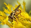 Spotted-wing Bromeliad Fly - photo 5