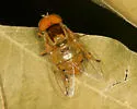 Six-spotted Bromeliad Fly