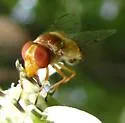 Six-spotted Bromeliad Fly - photo 2