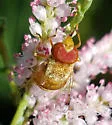 Six-spotted Bromeliad Fly - photo 3