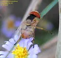 Six-spotted Bromeliad Fly - photo 4