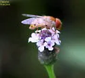 Six-spotted Bromeliad Fly - photo 5