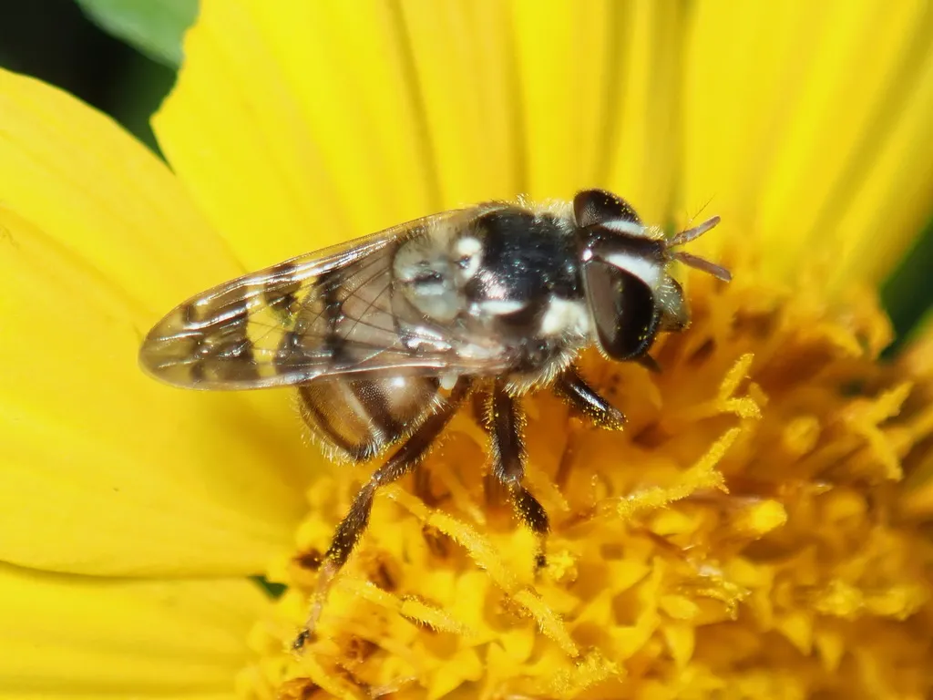 Copestylum tamaulipanum - photo 2