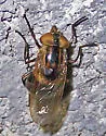 Copestylum tricinctum - photo 2
