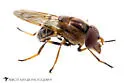 Copestylum tricinctum - photo 3