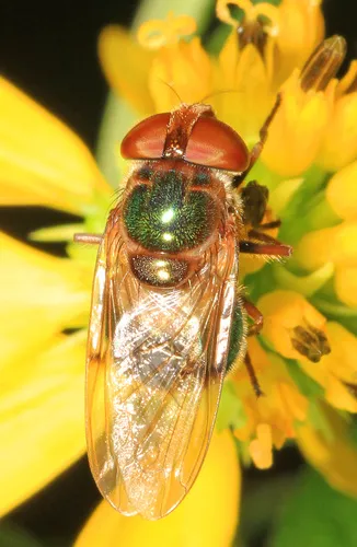 Iridescent Bromeliad Fly