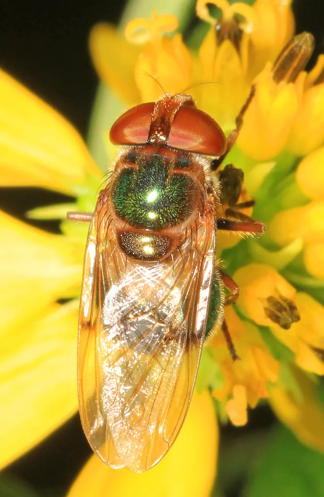 Iridescent Bromeliad Fly - photo 2