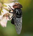 Victoria's Bromeliad Fly