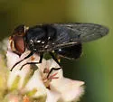 Victoria's Bromeliad Fly - photo 2