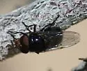 Victoria's Bromeliad Fly - photo 3