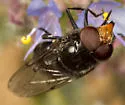 Victoria's Bromeliad Fly - photo 4