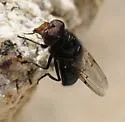 Victoria's Bromeliad Fly - photo 5