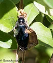 Purple Bromeliad Fly - photo 2