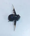 Purple Bromeliad Fly - photo 3