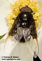 Purple Bromeliad Fly - photo 4
