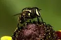 Striped Bromeliad Fly - Copestylum vittatum
