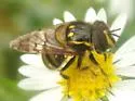 Striped Bromeliad Fly - photo 2