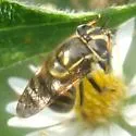 Striped Bromeliad Fly - photo 3