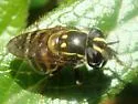 Striped Bromeliad Fly - photo 4